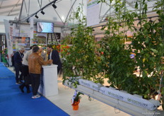 Cultivating at gutters in a Sera Inova greenhouse